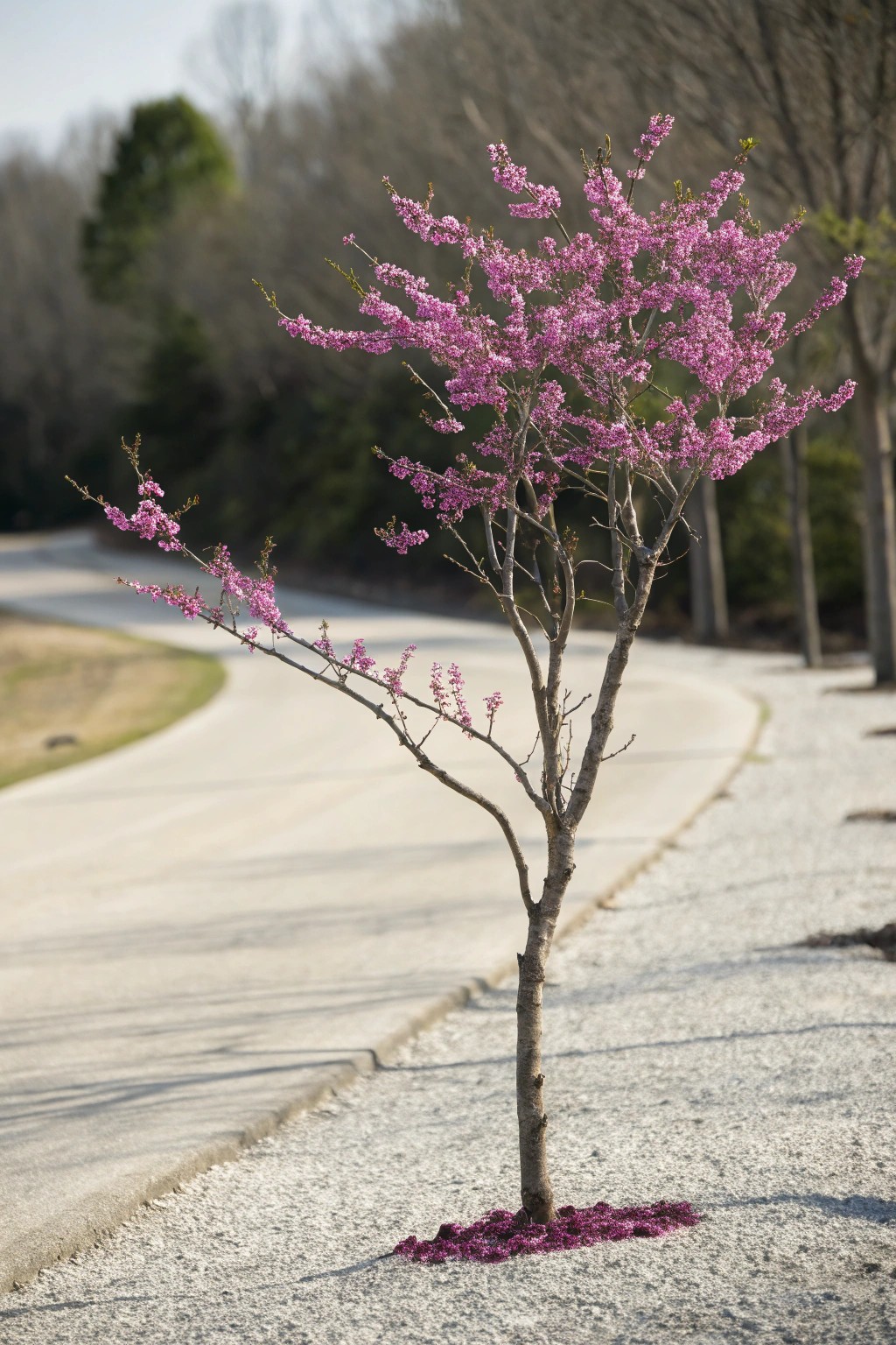 Simple beauty: a blooming redbud graces a handcrafted gravel driveway.