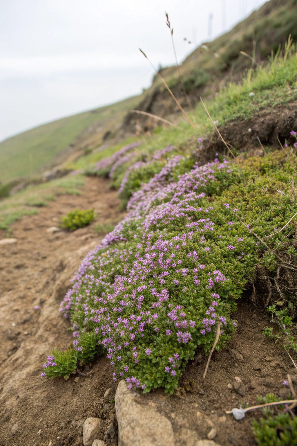 Transform your hillside with a living tapestry of creeping thyme—simple, beautiful, and budget-friendly.