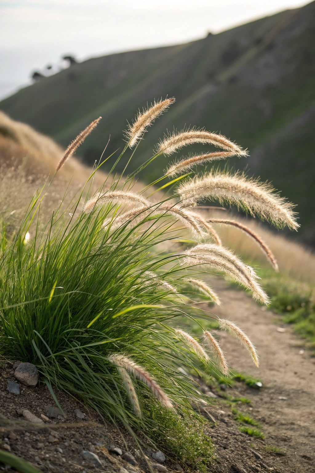 Let ornamental grasses bring effortless beauty and texture to your hillside landscape—naturally stylish and budget-friendly.
